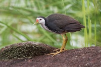 Chrastal beloprsy - Amaurornis phoenicurus - White-breasted Waterhen o2653